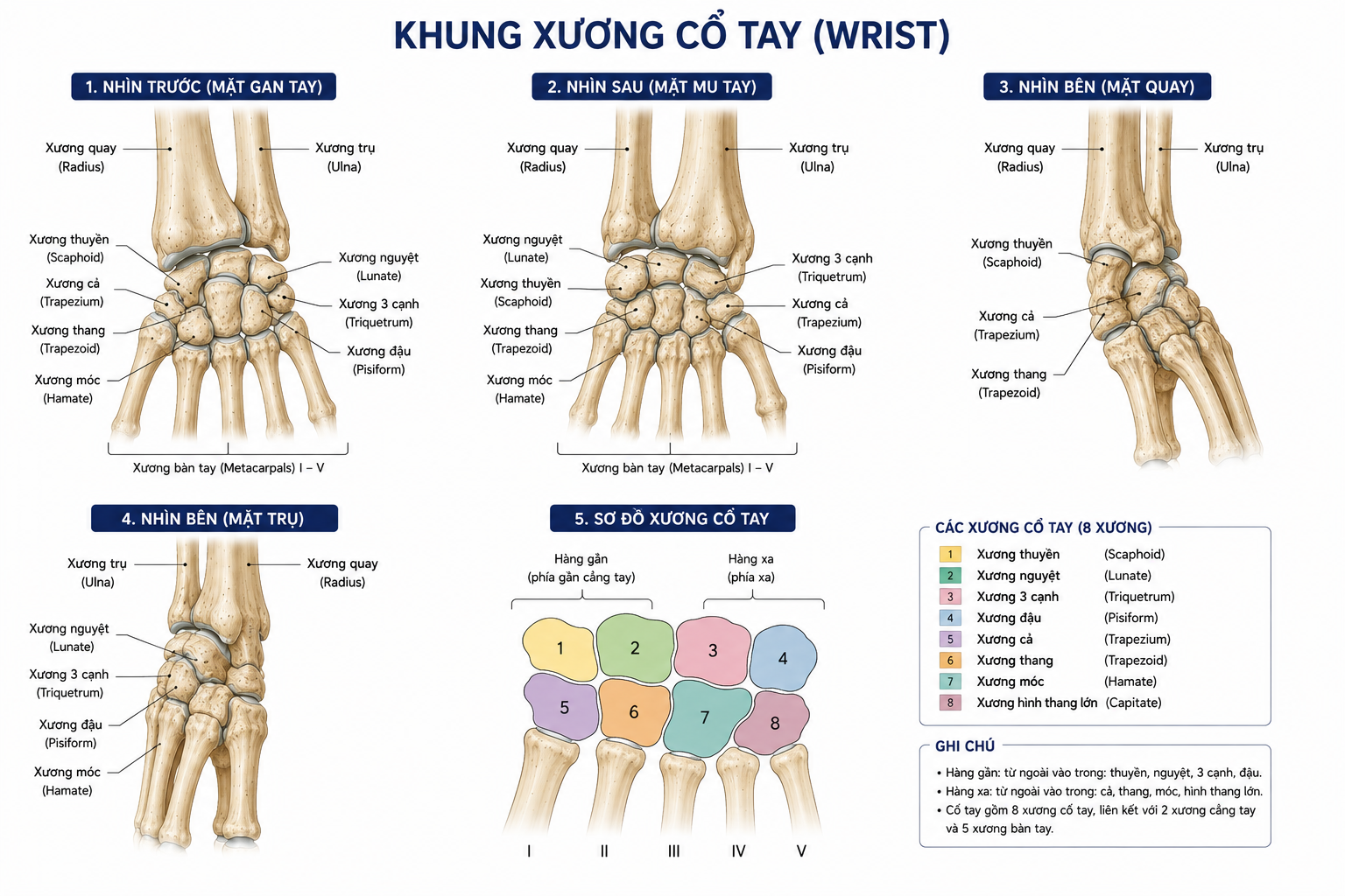 Cổ tay