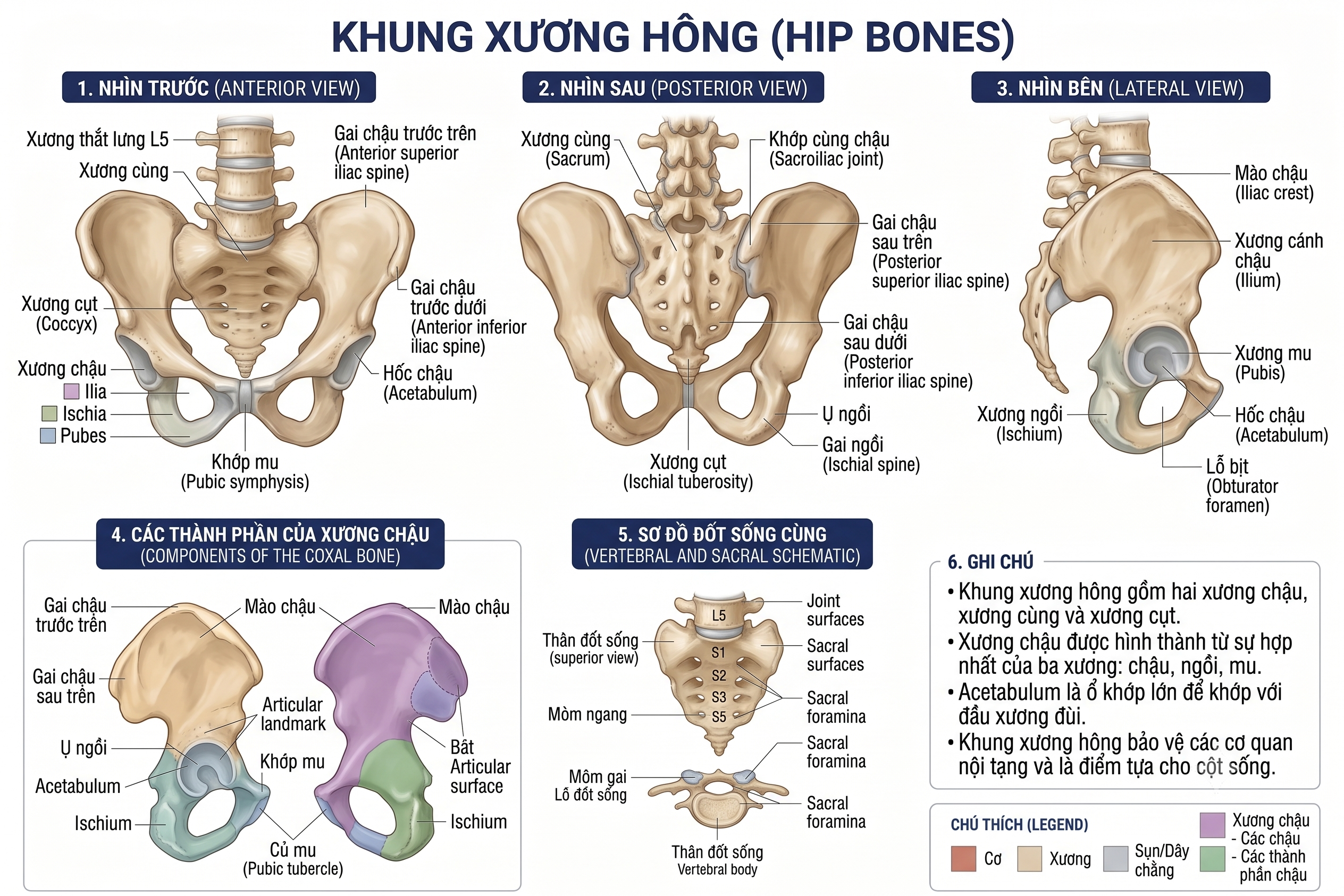 Hông
