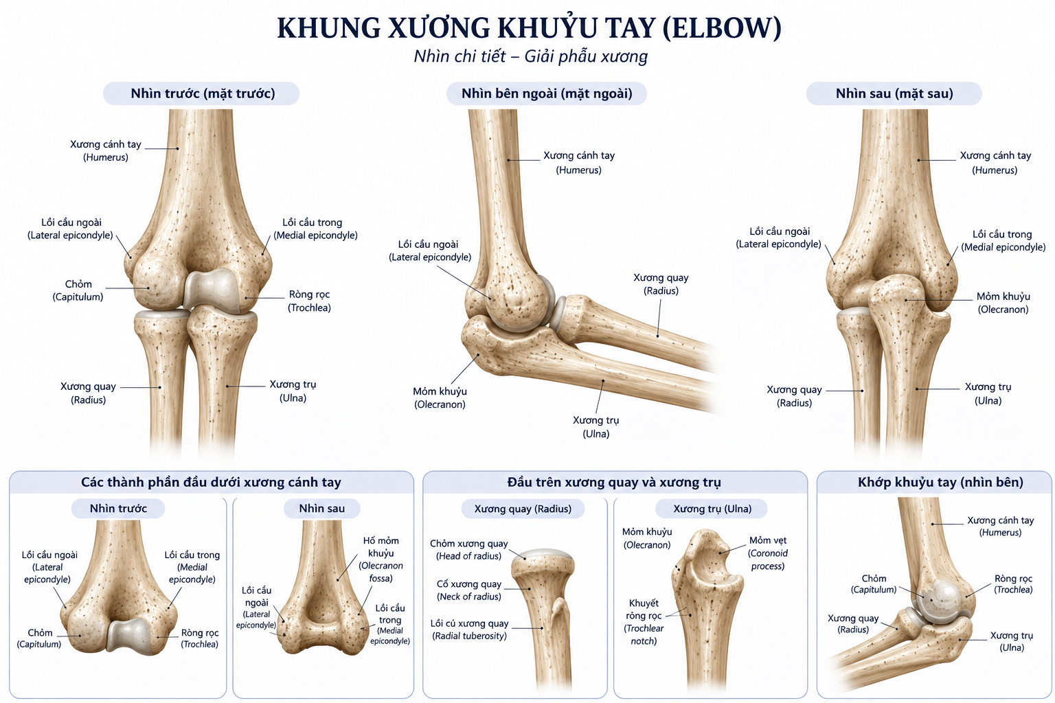 Khuỷu tay